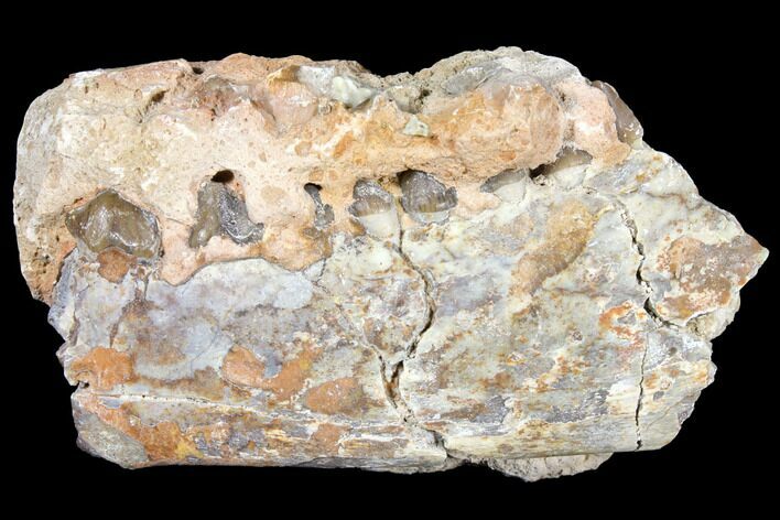 Unprepard, Oreodont (Merycoidodon) Jaw Section - South Dakota #128129